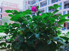 -金陵中学(河西分校)