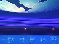 -上海海昌海洋公园