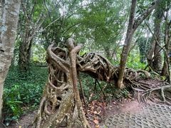 -中国科学院西双版纳热带植物园
