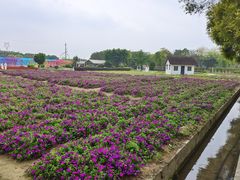 -广东花都香草世界旅游度假区