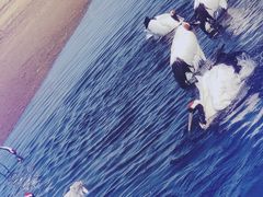 -黑龙江扎龙生态旅游区