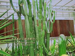 -上海鲜花港