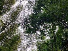 -蜀南竹海景区