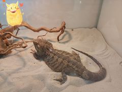 -喵园·猫主题咖啡厅·撸猫·猫咖(国贸店)