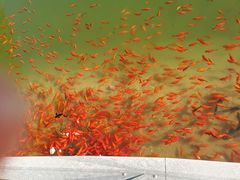 -黄村公园