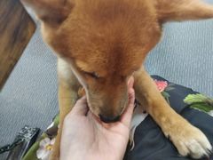 -柴源莊·柴小宠柴犬咖啡