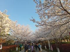 -高东镇樱花园