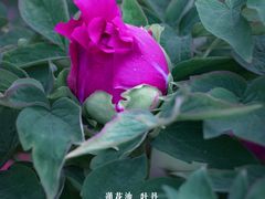 -莲花池公园