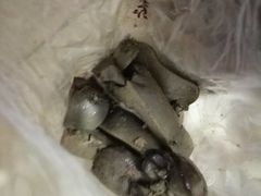 -巴蜀王氏现捞(二十四城店)