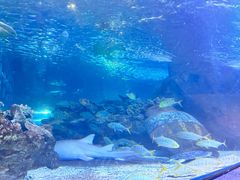 -太平洋海底世界