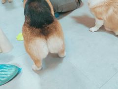 -汪说·狗咖(旺城大厦店)