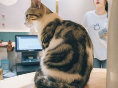 -飞行喵MR PILOT|猫舍·猫咖(静安大融城店)