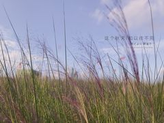 -映月湖中央公园