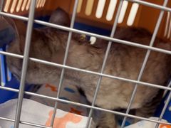-瑞派康怡24h宠物医院·犬猫医疗中心·微创绝育(瑞景分院)