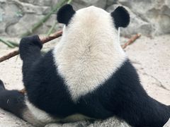 -武汉动物园