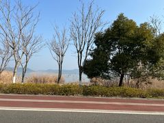 -西京湾花海