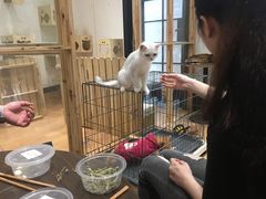 -猫色咖啡·猫咖