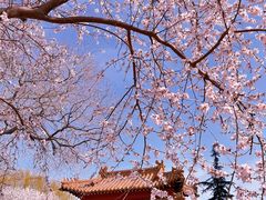 -桃花堤公园