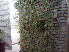 -头上红煨盐鸡·非遗院子餐厅