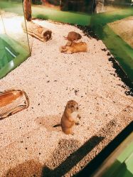 -未来动物城动物主题公园(大悦城店)