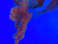 -合肥海洋世界
