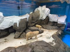 -海合安武汉极地海洋公园