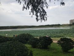 -丁香湖公园