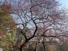 -杭州植物园
