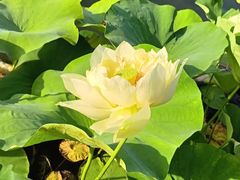 -莲花池公园