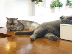 -喵园·猫主题咖啡厅·撸猫·猫咖(国贸店)