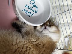 -屋虎猫馆(宝安大仟里店)