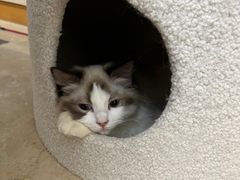 -猫大福·Fortune Cat猫舍(百子湾店)