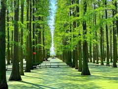 -渌洋湖湿地公园