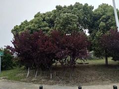 -九里河湿地公园