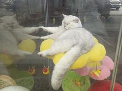 -糯米喵星人总部直营旗舰店·猫舍·幼猫出售