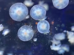 -太平洋海底世界