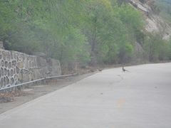 -白草畔自然风景区