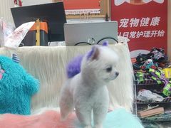 -宠物家(大兴旧宫店)