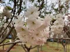 -观澜湖生态运动公社