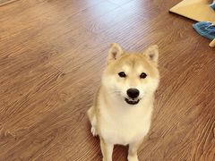 -豆柴町-柴犬主题狗咖(红鼎国际C座店)