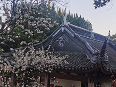 -香雪海
