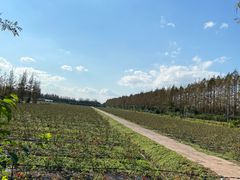 -上海长兴岛郊野公园