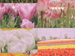 -荷兰花海