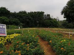 -松山湖梦幻百花洲