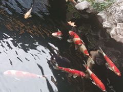 -鲤院·新中式美学·庭院餐厅(夫子庙店)