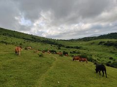 -大姆山草场