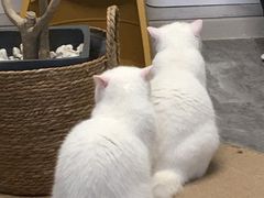 -More Fun猫咖 二十只万元加菲主题