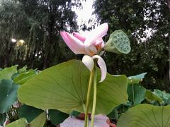 -莲花池公园