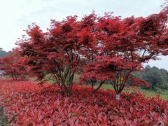 -铁山坪森林公园