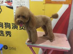 -神采飞扬宠物美容(香港路店)